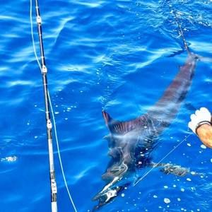 Meet your Posher, Roger